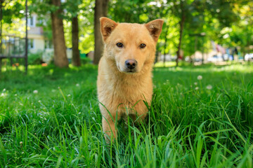 A small brown dog is sitting in the grass