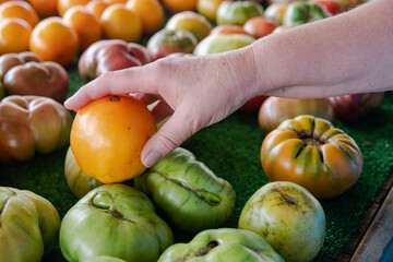 woman picks out tomatoes at a farm store.
