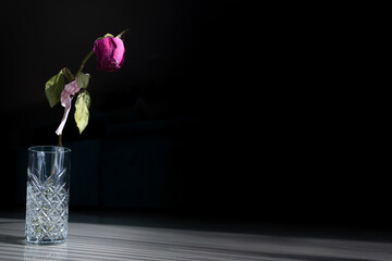 close-up photograph of pink flower in glass cup