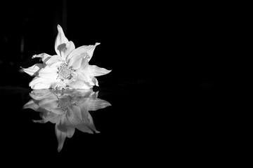 black and white minimalist flower photography with copy space