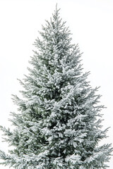 Fototapeta premium Tall green snow covered Christmas tree on white background