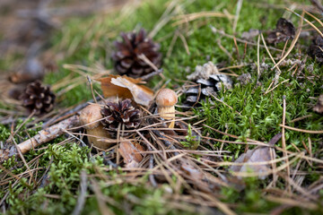 Close up of small mushroom growing in forest moss with pinecones autumn nature