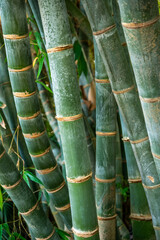 Fototapeta premium A bunch of green bamboo sticks. The bamboo is green and has a brown stripe. The bamboo is long and thin