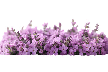 A cluster of vibrant purple flowers stands out against a deep black background, creating a striking visual contrast.