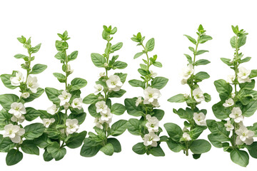 A row of delicate white flowers elegantly displayed against a contrasting black background.