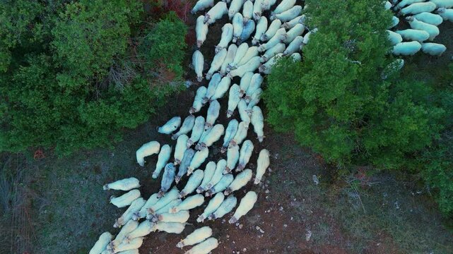 Drone view of the transhumance of flock of sheep from the Merindad de Montija to the Losa Valley. Quintanilla Sope&ntilde;a. Merindad de Montija. Las Merindades region. Burgos. Castilla y Leon, Spain, Europe