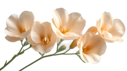  A vibrant bunch of orange flowers displayed against a contrasting black background.
