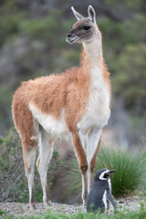 Penguins and Guanacos living in harmony on the Atlantic coast.