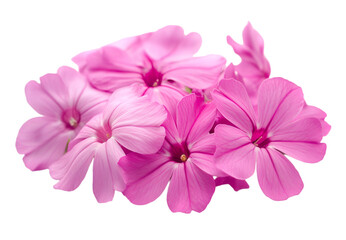 Fototapeta premium A group of delicate pink flowers displayed on a deep black background, highlighting their beauty and elegance.