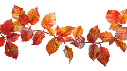 colorful leaves with white background