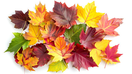 colorful leaves with white background