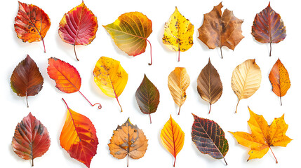 colorful leaves with white background