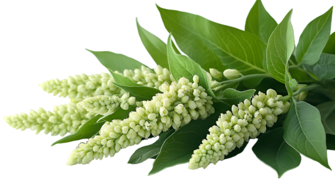 A gathering of white blossoms complemented by rich green foliage, embodying a tranquil and harmonious natural scene.