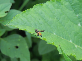 Trichopoda pennipes