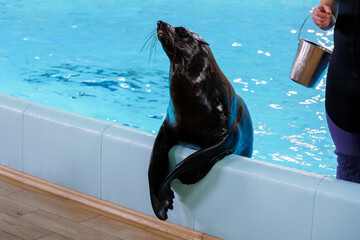 Playful sea lion enjoying a training session at marine wildlife park with trainer by the poolside