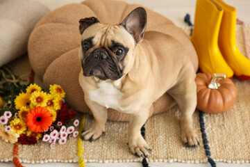Obraz premium Cute French bulldog with pumpkins and flowers sitting on pillow at home
