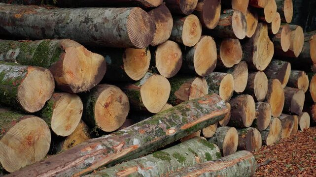 Deforestation concept with arranged tree cut log in moutain