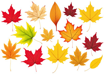 Obraz premium A collection of autumn leaves in various colors, including red, yellow