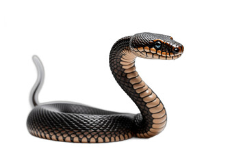 Obraz premium A black and brown snake with a blue eye