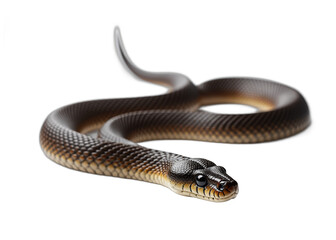 Obraz premium A snake is laying on a white background