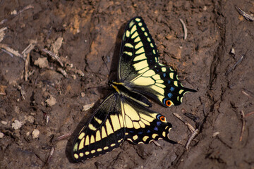 butterfly