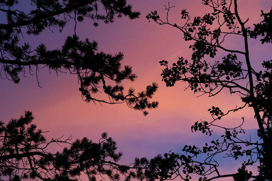 sunset in the forest