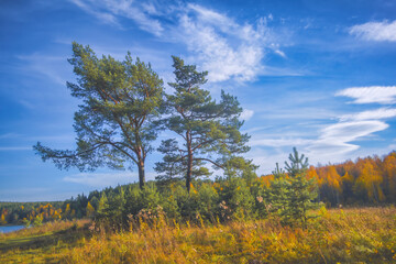 Bright Autumn landscape meadow and forest in the background against the backdrop of a beautiful blue sky and white clouds.