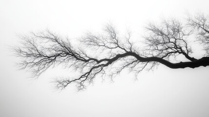Bare tree branch against stark white sky