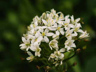 White flowers in the garden