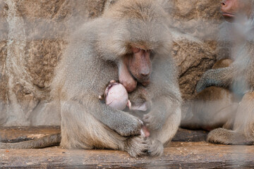 Tender Moment: A Baboon Mother Nurturing Her Newborn in a Natural Habitat