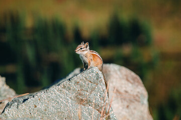 Eastern chipmunk (Tamias striatus) on Crystal Mountain area in Mount Rainier National Park