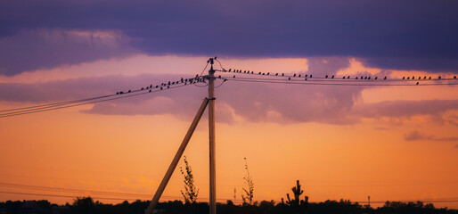 Against the backdrop of a beautiful orange sunset, there is an antenna with a flock of birds perched on its wires