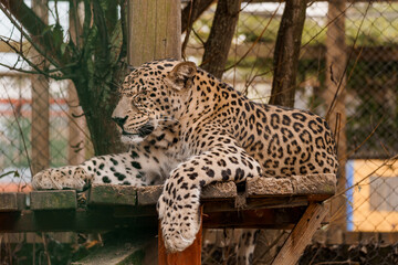 Majestic Leopard Relaxing in a Natural Habitat Enclosure with Lush Surroundings