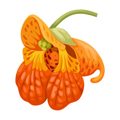 Illustration of jewelweed flower, scientific name Impatiens capensis, isolated on white background.