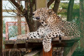 Majestic Leopard Relaxing on a Perch in a Natural Habitat Setting