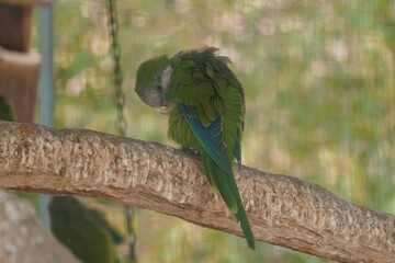 Vibrant Green Parrot Preening on a Tree Branch in Natural Habitat