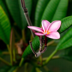 tropical frangipani flower