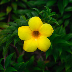yellow flower