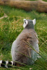 Obraz premium Tranquil Lemur Resting in Lush Green Habitat Surrounded by Nature's Beauty