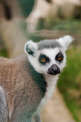 Clever Lemur with Expressive Eyes in a Serene Green Habitat