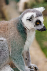 Majestic Lemur in Natural Habitat Showcasing Unique Fur Patterns and Expressions