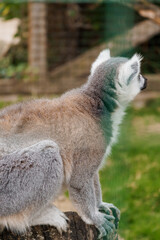 Serene Lemur in Profile on Tree Stump Amidst Lush Greenery