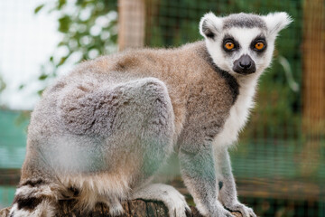 Obraz premium Curious Ring-tailed Lemur in Natural Habitat with Striking Eyes and Soft Fur