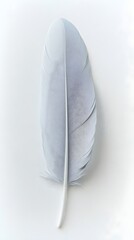 a single, light-colored feather on a plain white background. The feather is mostly white with subtle shades of gray, giving it a soft and delicate appearance