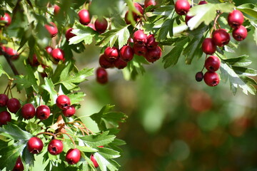 Hawthorn Berries closeup.