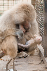 Tender Moments Between a Baboon Mother and Her Playful Baby in Captivating Zoo Setting