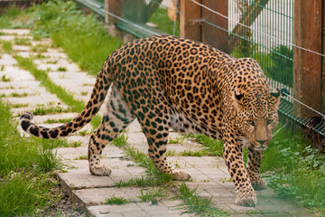 Majestic Leopard Strolling Through Greenery with Intricate Spot Patterns