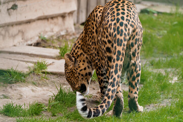 Majestic Leopard foraging in a vibrant green habitat showcasing unique coat patterns