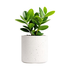 Green Plant in White Pot