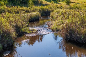 lake in the forest